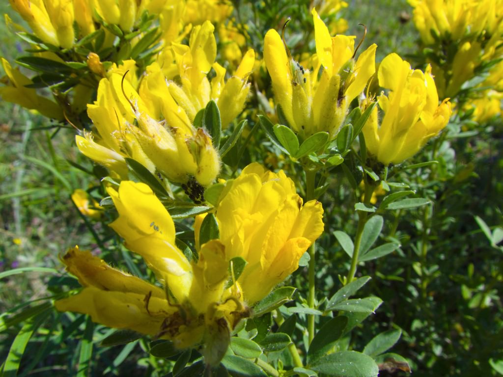 Fabaceae